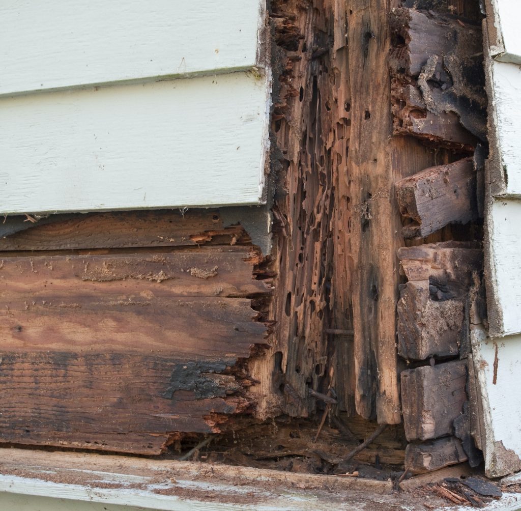 Termite and Rot Damage of building frame